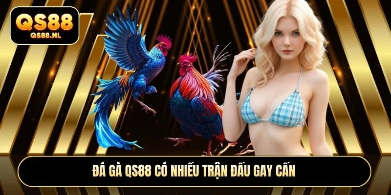 Đá gà QS88 có nhiều trận đấu gay cấn