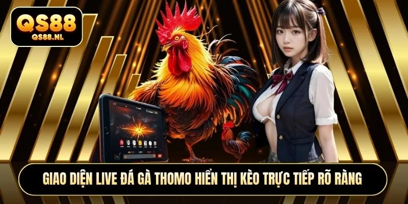 Giao diện Live đá gà thomo hiển thị kèo trực tiếp rõ ràng